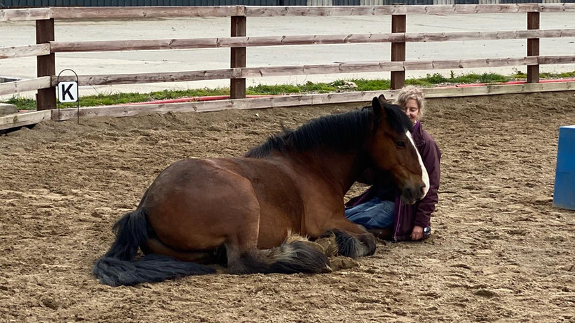 Equine-therapy-Ireland-equine-therapy-limerick-equine-guided-activities-Ireland-equine-guided-activities-limerick